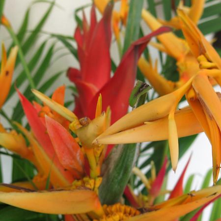 芙蓉谷酒店 Marigot 外观 照片