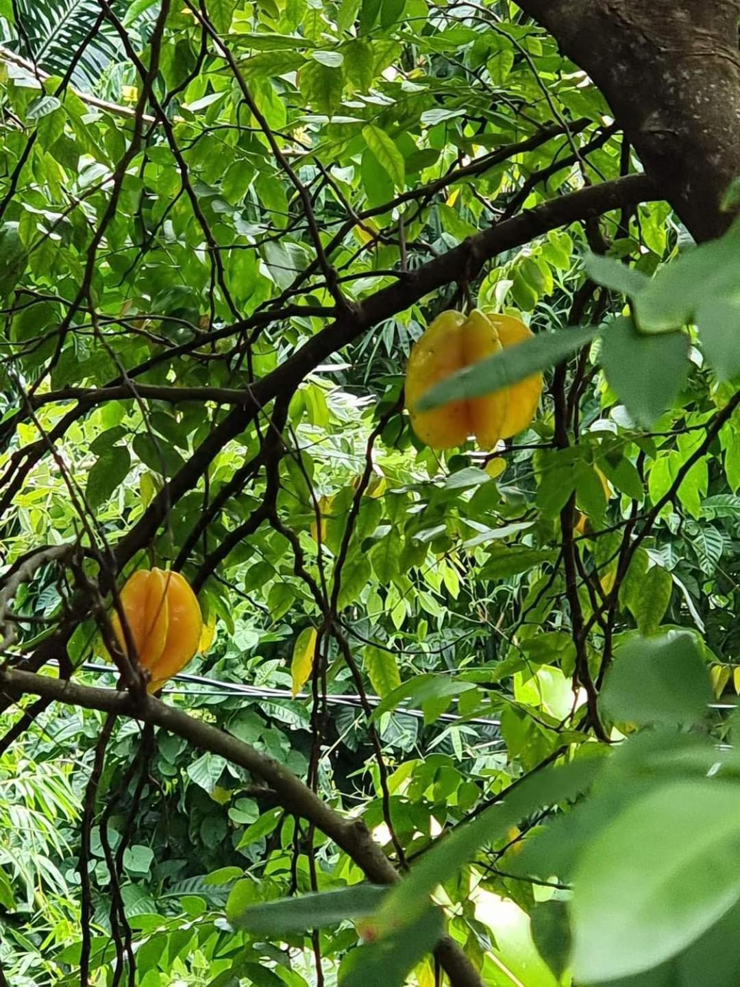 芙蓉谷酒店 Marigot 外观 照片